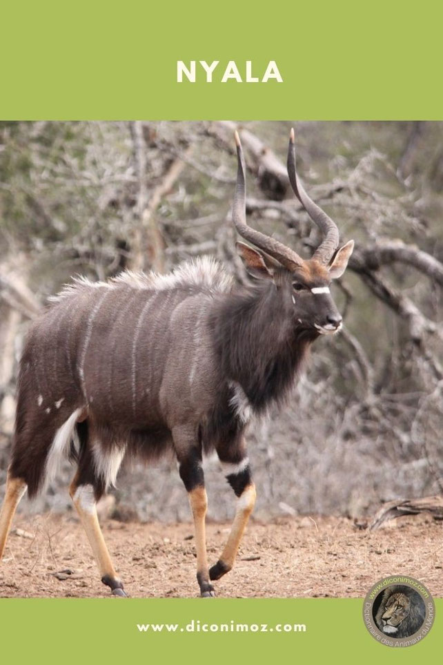 nyala fiche animaux par N