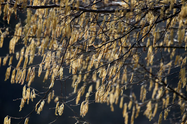 Haselnussblüte im Winter, Foto: Pixabay