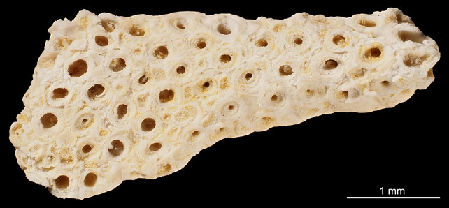 Bryozoa Art: Membranipora nana von Hagenow aus Bryozoen Sammlung Senckenberg Frankfurt, CC BY: Michael Sondermann