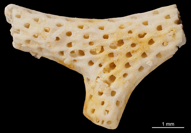 Bryozoa Art: Onychocella lamarcki (von Hagenow 1851) aus Bryozoen Sammlung Senckenberg Frankfurt,  CC BY: Michael Sondermann