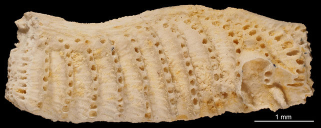 Senckenberg, Bryozoa, Bryozoen, Moostierchen, Sammlung Voigt