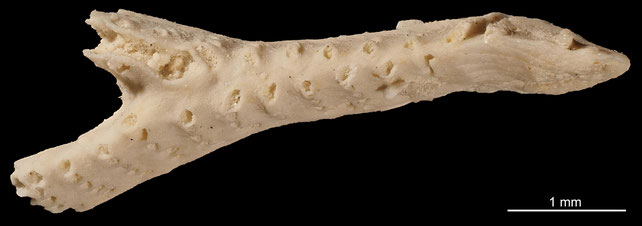 Senckenberg, Bryozoa, Bryozoen, Moostierchen, Sammlung Voigt
