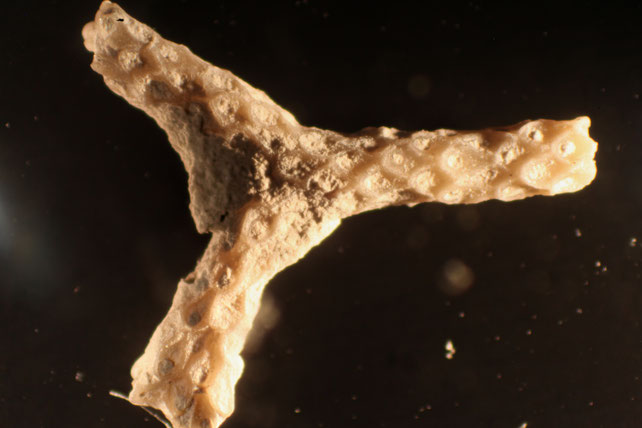 Senckenberg, Bryozoa, Bryozoen, Moostierchen, Sammlung Voigt