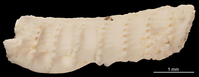 Senckenberg, Bryozoa, Bryozoen, Moostierchen, Sammlung Voigt