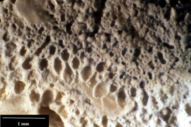 Senckenberg, Bryozoa, Bryozoen, Moostierchen, Sammlung Voigt