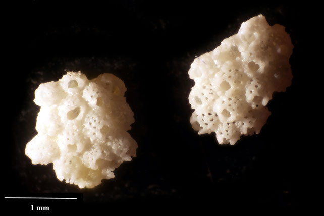 Senckenberg, Bryozoa, Bryozoen, Moostierchen, Sammlung Voigt