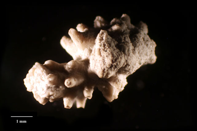 Senckenberg, Bryozoa, Bryozoen, Moostierchen, Sammlung Voigt