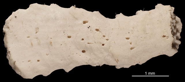 Senckenberg, Bryozoa, Bryozoen, Moostierchen, Sammlung Voigt