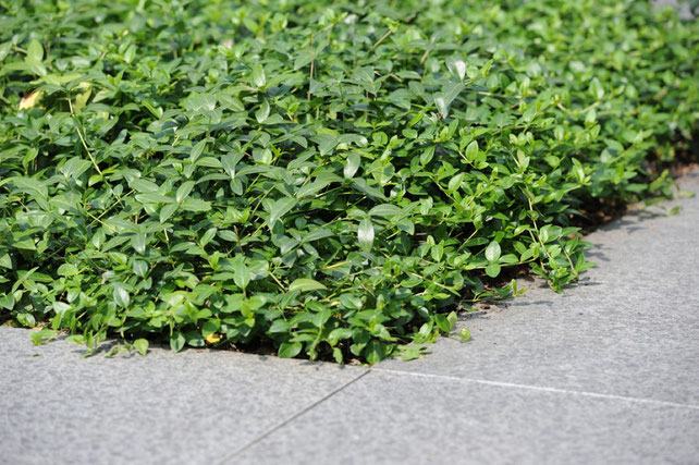 Bodendeckermatten Vinca, Böschungsbegrünung, Beetbegrünung