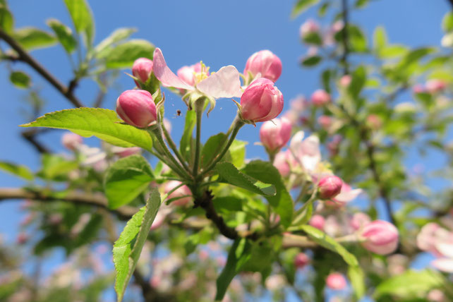 Apfelblüten in meinem Garten.