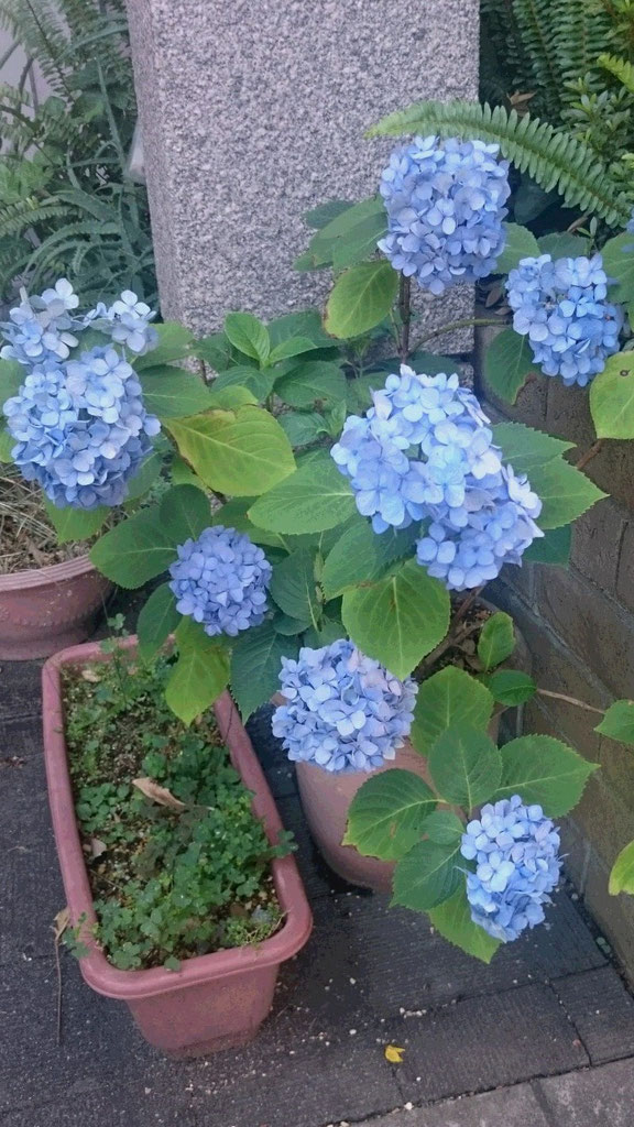 セレーノビルの紫陽花