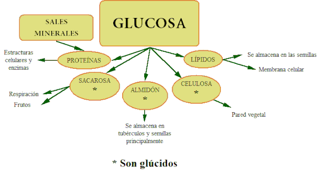 Esquema. Elaboración propia.