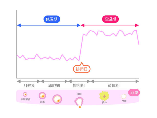 女性の月経周期