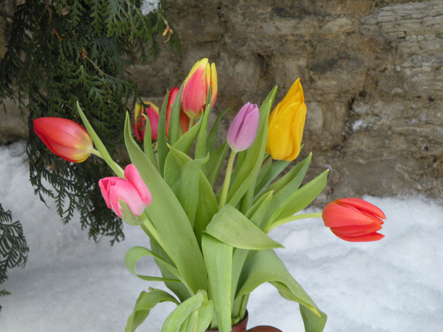 »Einige Blumen blühen nur wenige Tage - jedermann bewundert sie als Zeichen des Frühlings und der Hoffnung. Und dann sterben sie - aber sie haben getan, was sie tun mussten.«