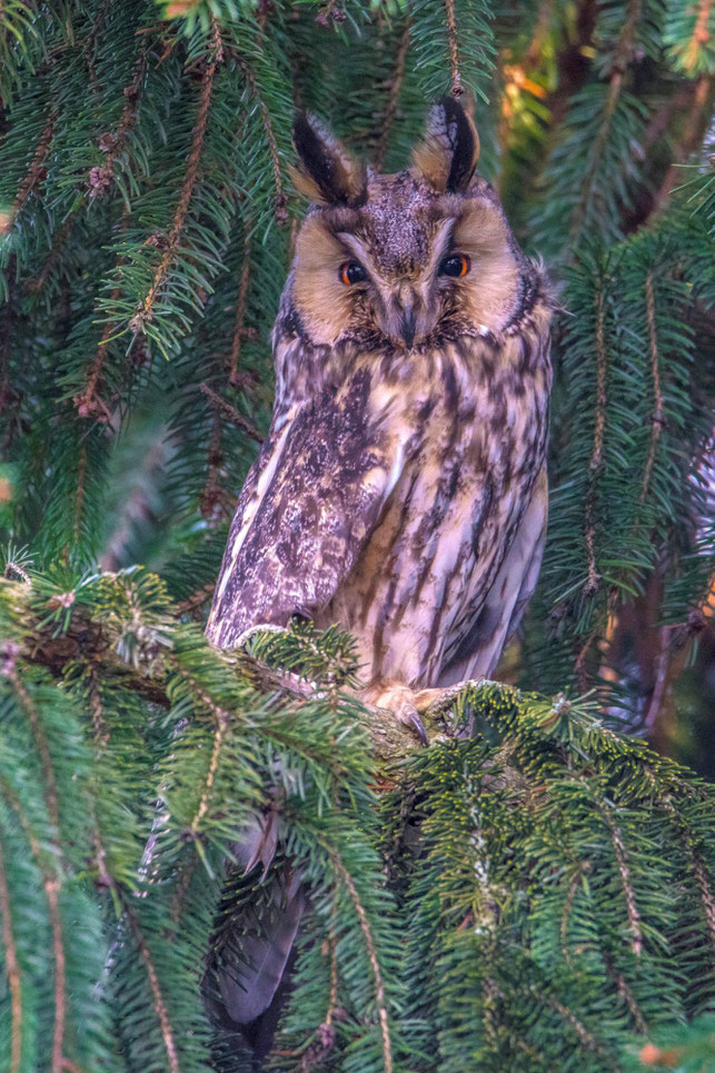 Überraschungsbesuch im Garten# Waldohreule #Asio otus # Roland Valter # Naturfotografie