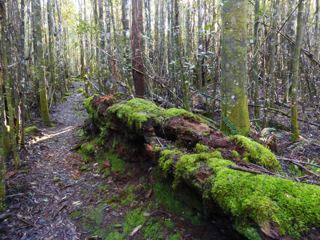 The walking track through the forest