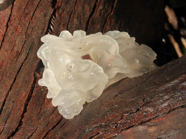 Fungus on a dead tree