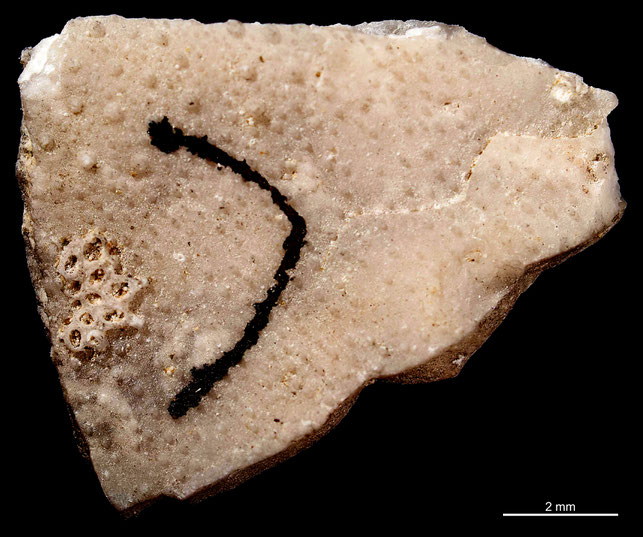 Senckenberg, Bryozoa, Bryozoen, Moostierchen, Sammlung Voigt