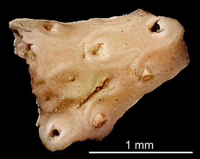 Senckenberg, Bryozoa, Bryozoen, Moostierchen, Sammlung Voigt