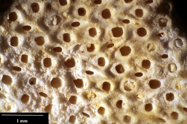 Senckenberg, Bryozoa, Bryozoen, Moostierchen, Sammlung Voigt