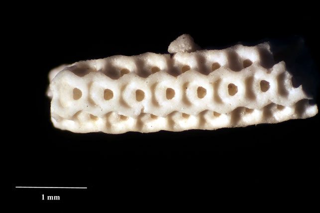 Senckenberg, Bryozoa, Bryozoen, Moostierchen, Sammlung Voigt