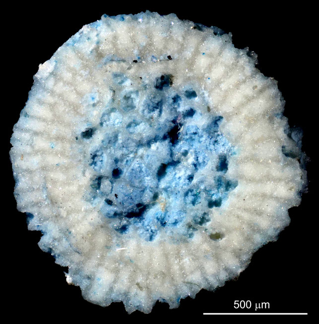 Senckenberg, Bryozoa, Bryozoen, Moostierchen, Sammlung Voigt