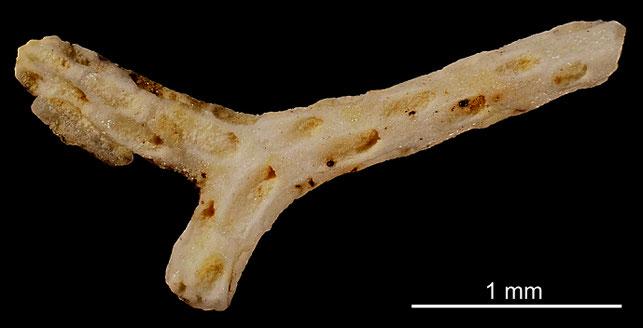 Bryozoa Art: Entalophora madreporacea Goldfuß 1830 aus Bryozoen Sammlung Senckenberg Frankfurt,  CC BY: Michael Sondermann