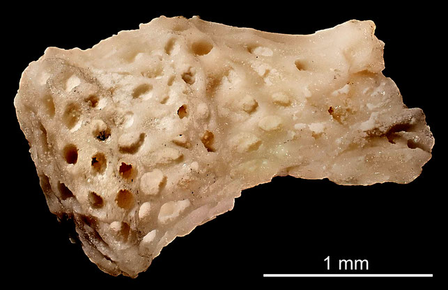Senckenberg, Bryozoa, Bryozoen, Moostierchen, Sammlung Voigt