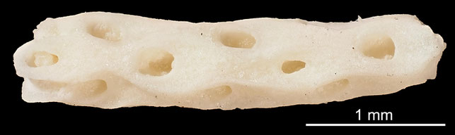 Senckenberg, Bryozoa, Bryozoen, Moostierchen, Sammlung Voigt