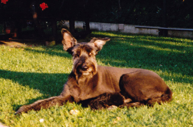 unsere Cassy frisch vom Frisör