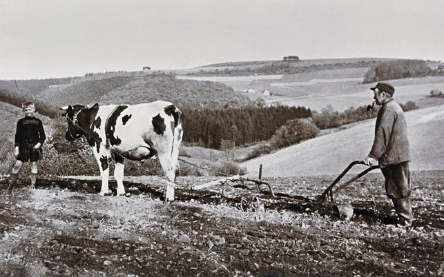 In Wildewiese: Ein Kleinbauer hat seine Kuh zum Pflügen vorgespannt.