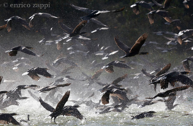 La corsa per l'involo dei cormorani sull'acqua provoca talmente tanti spruzzi d'acqua che l'atmosfera circostante sembra pervasa da una sorta di nebbiolina.....