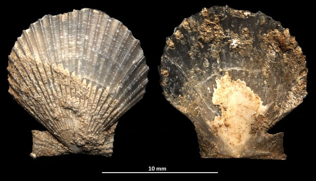 Aequipecten opercularis giovanile, colline di Tarquinia (VT)