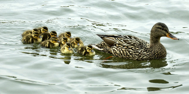 Momma Duck leads the way. Attribution: Kim, CC BY 2.0 <https://creativecommons.org/licenses/by/2.0>, via Wikimedia Commons
