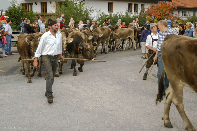 Die Viehscheid, ein Brauchtum, das auch Almabtrieb genannt wird.