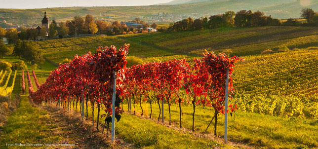 Goldener Oktober im Weinland Pfalz