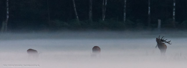 Hirsche im Nebel