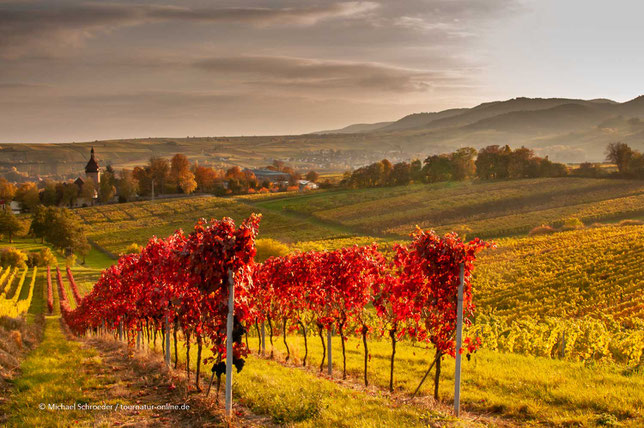 Goldener Oktober im Weinland Pfalz