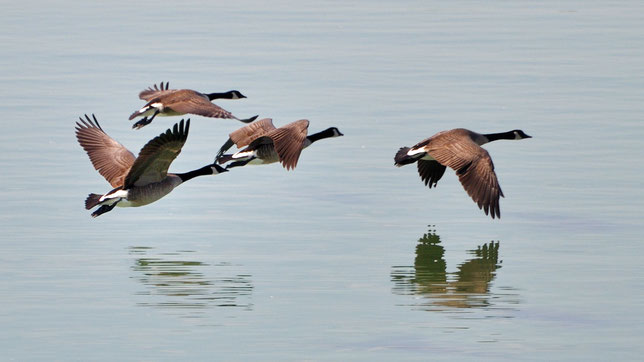 Vier Kanadagänse im Flug mit Spiegelung im Wasser. Attribution: Don DeBold, CC BY-SA 2.0 <https://creativecommons.org/licenses/by-sa/2.0>, via Wikimedia Common