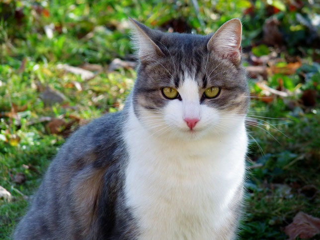 Chat gris / Grey cat / Logan / photo de crystal Jones / Jardin secret de crystal Jones