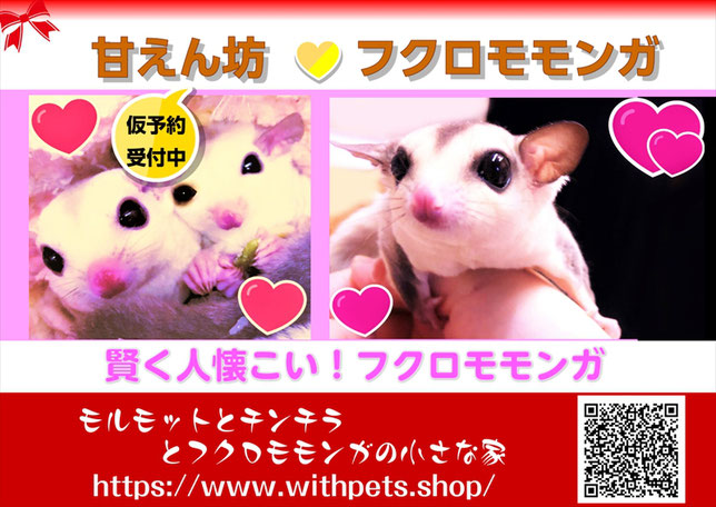 フクロモモンガ販売