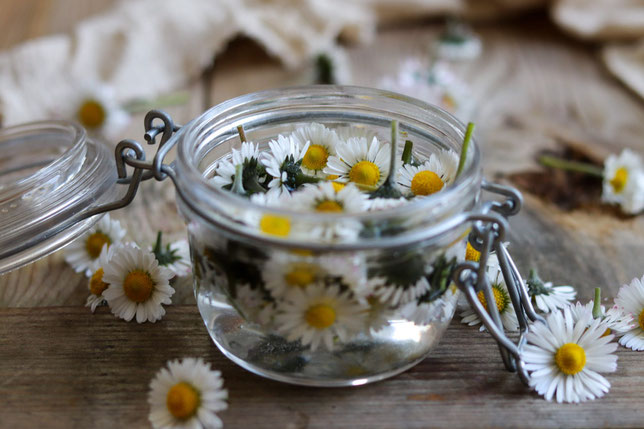 Gänseblümchen Gesichtswasser