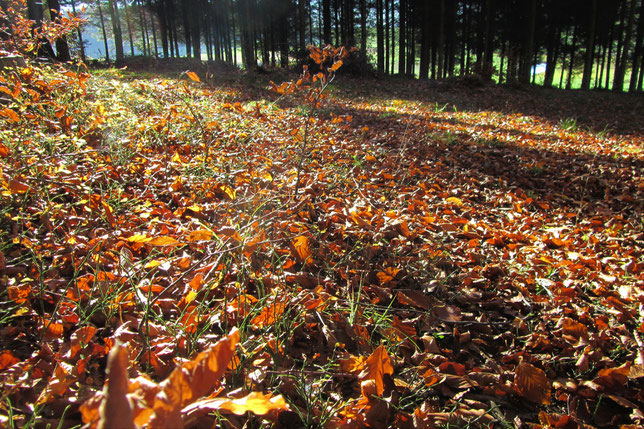 Wals mit Herbstlaub