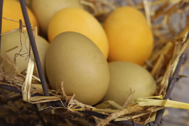 Eier gefärbt mit Curcuma und Brennnesselpulver