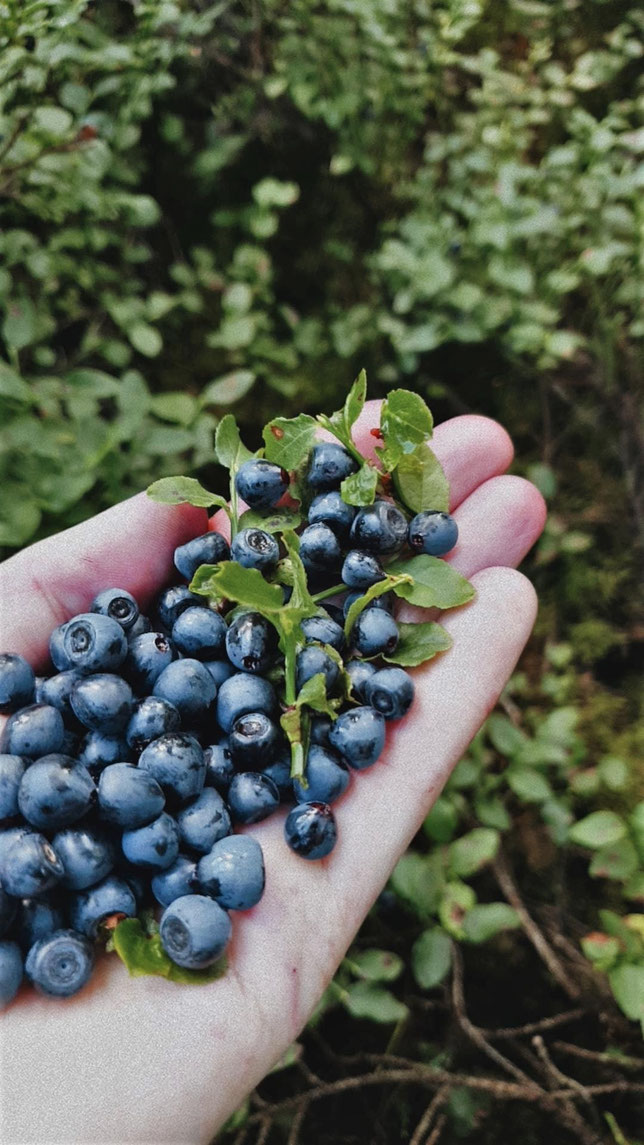 Heidelbeeren in meiner Hand