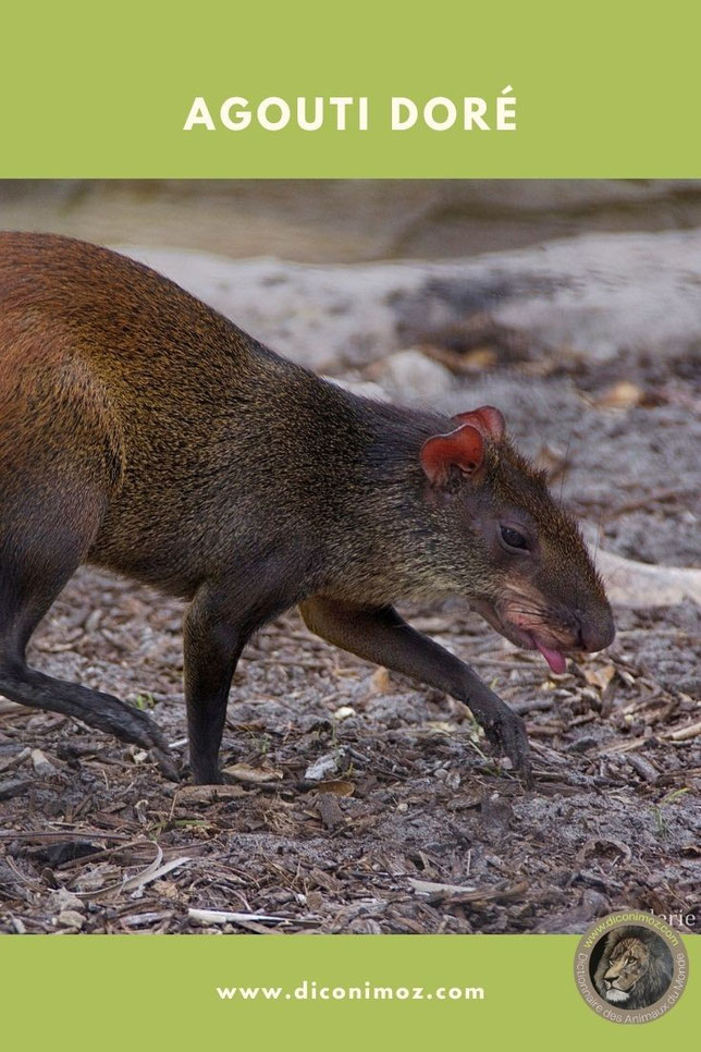 agouti doré animaux par A