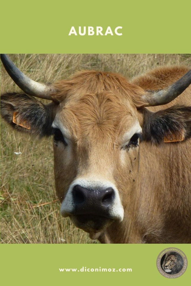 aubrac fiche animaux de la ferme vache