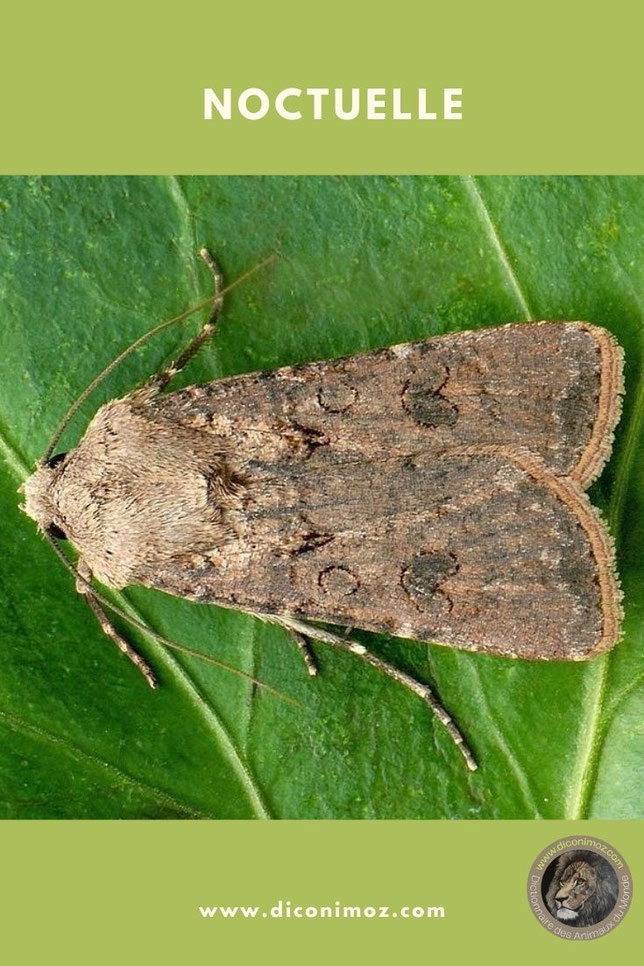 noctuelle potachere fiche animaux par N