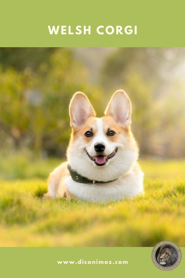 welsh corgi animaux par W