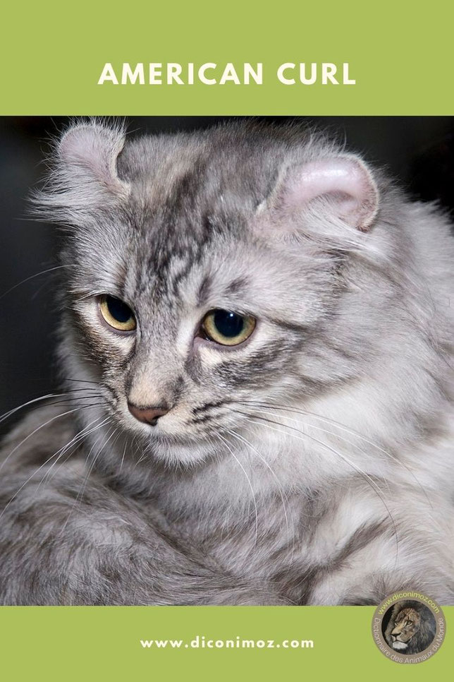 american curl animaux par A